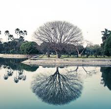 Tree and Pond Relection