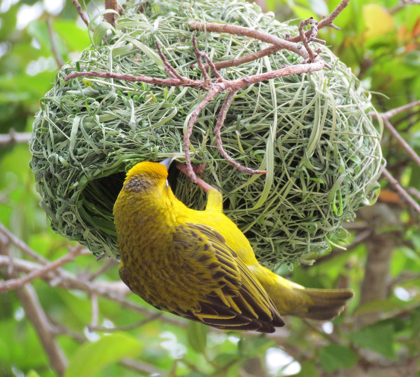 Fancy Bird Nest