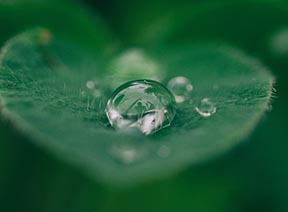 Droplet on Leaf