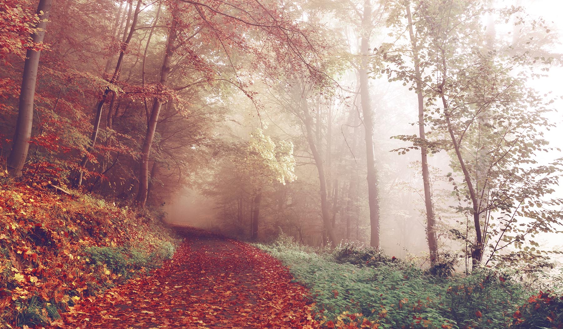 Path in the Woods