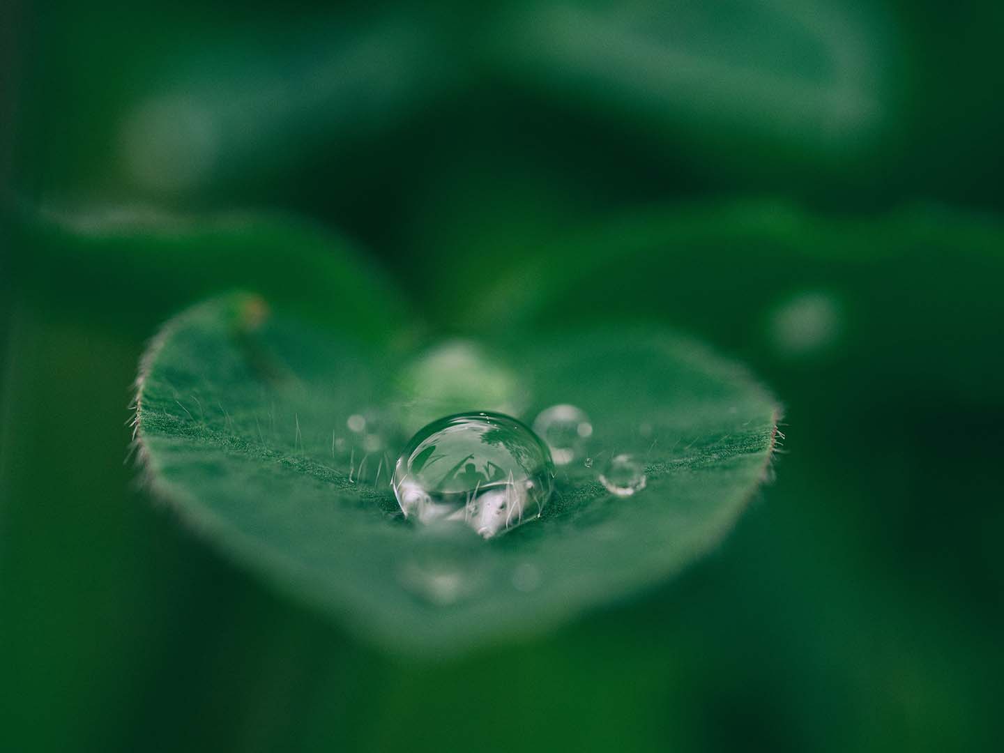 Leaf with Droplet