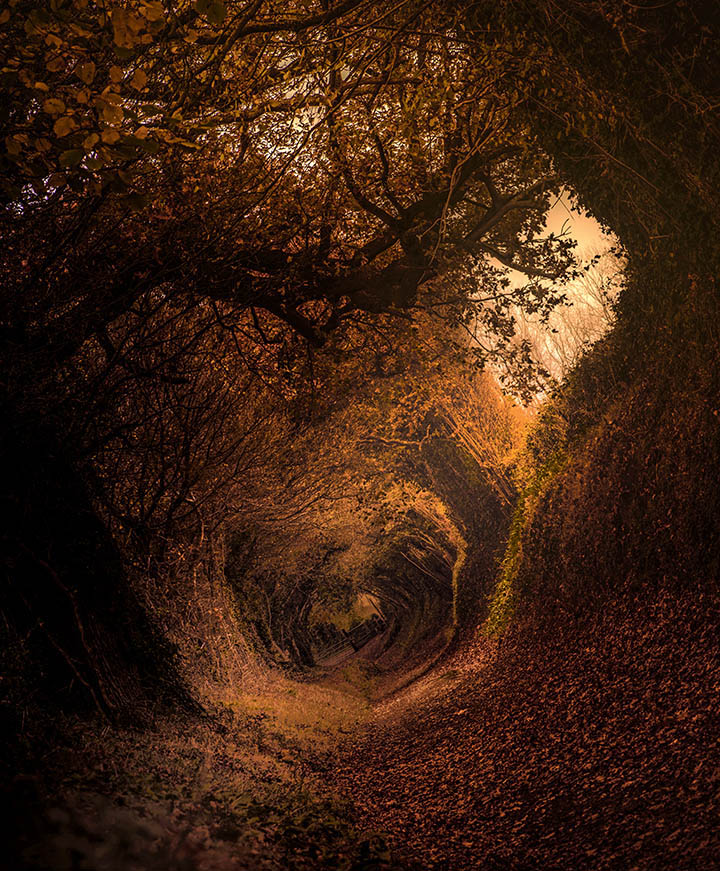 Path in the Woods