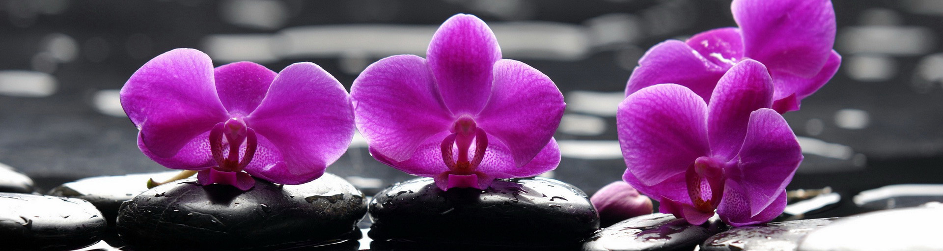 Orchids